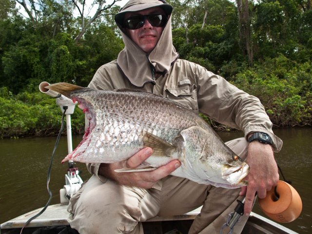 Stump-tail Barra